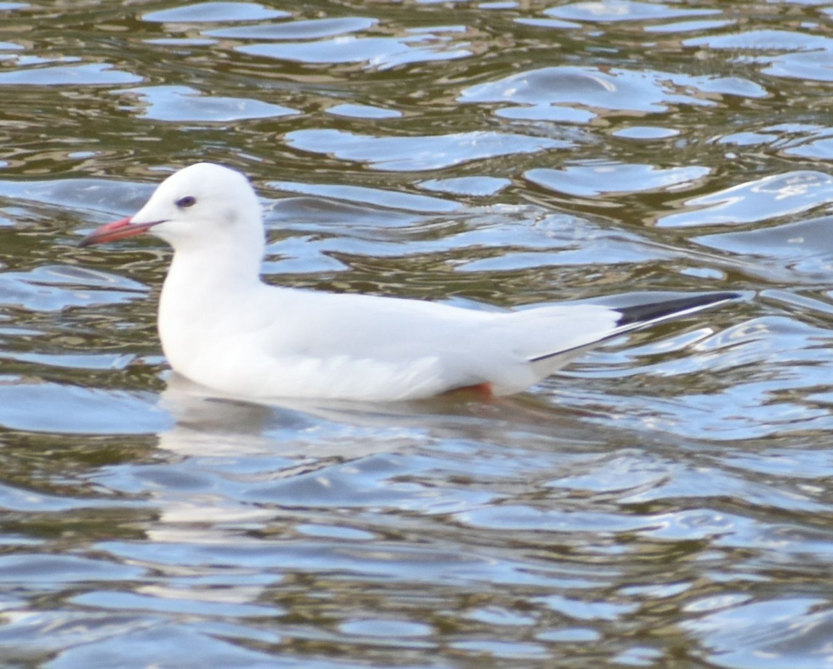 İnce Gagalı Martı - ML646762599