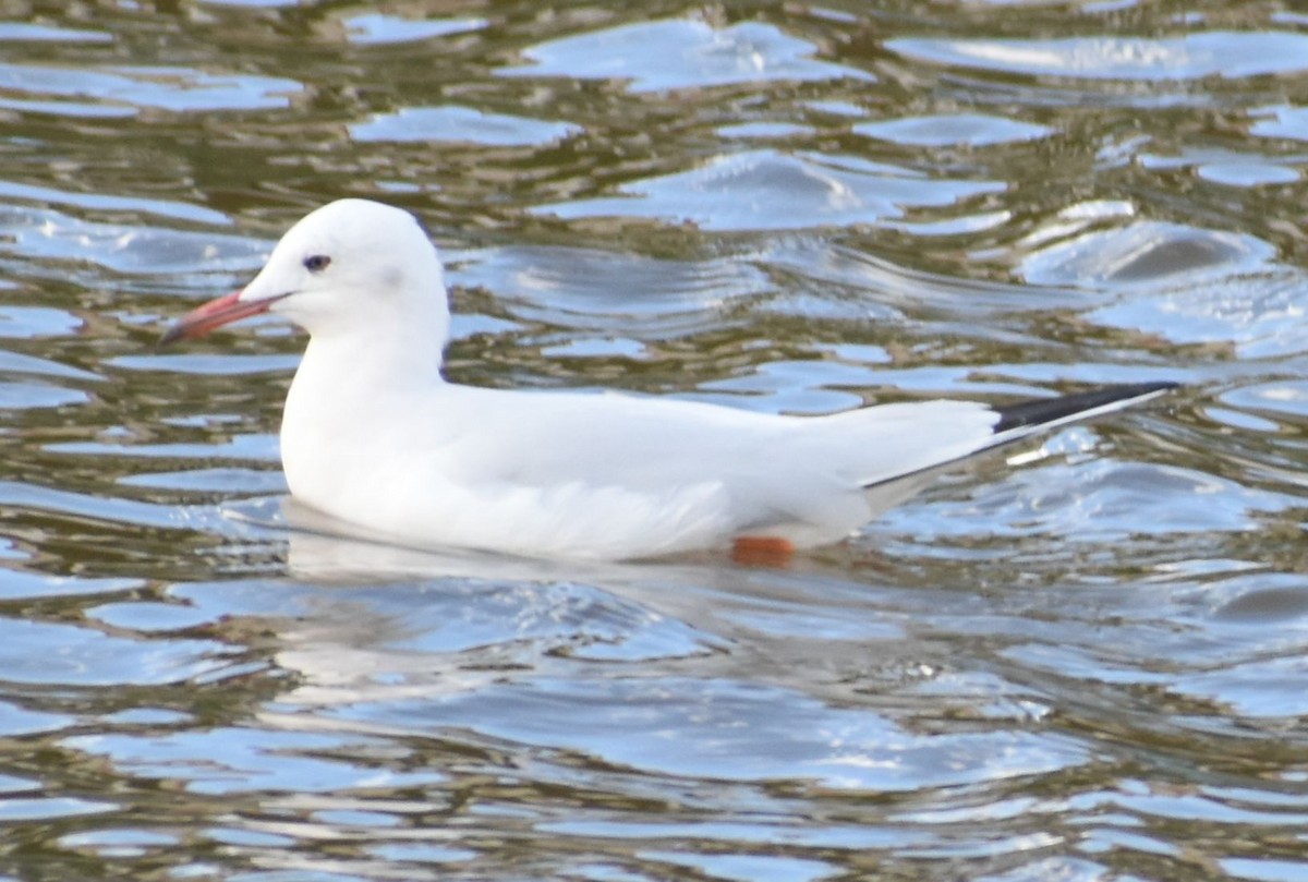 İnce Gagalı Martı - ML646762600