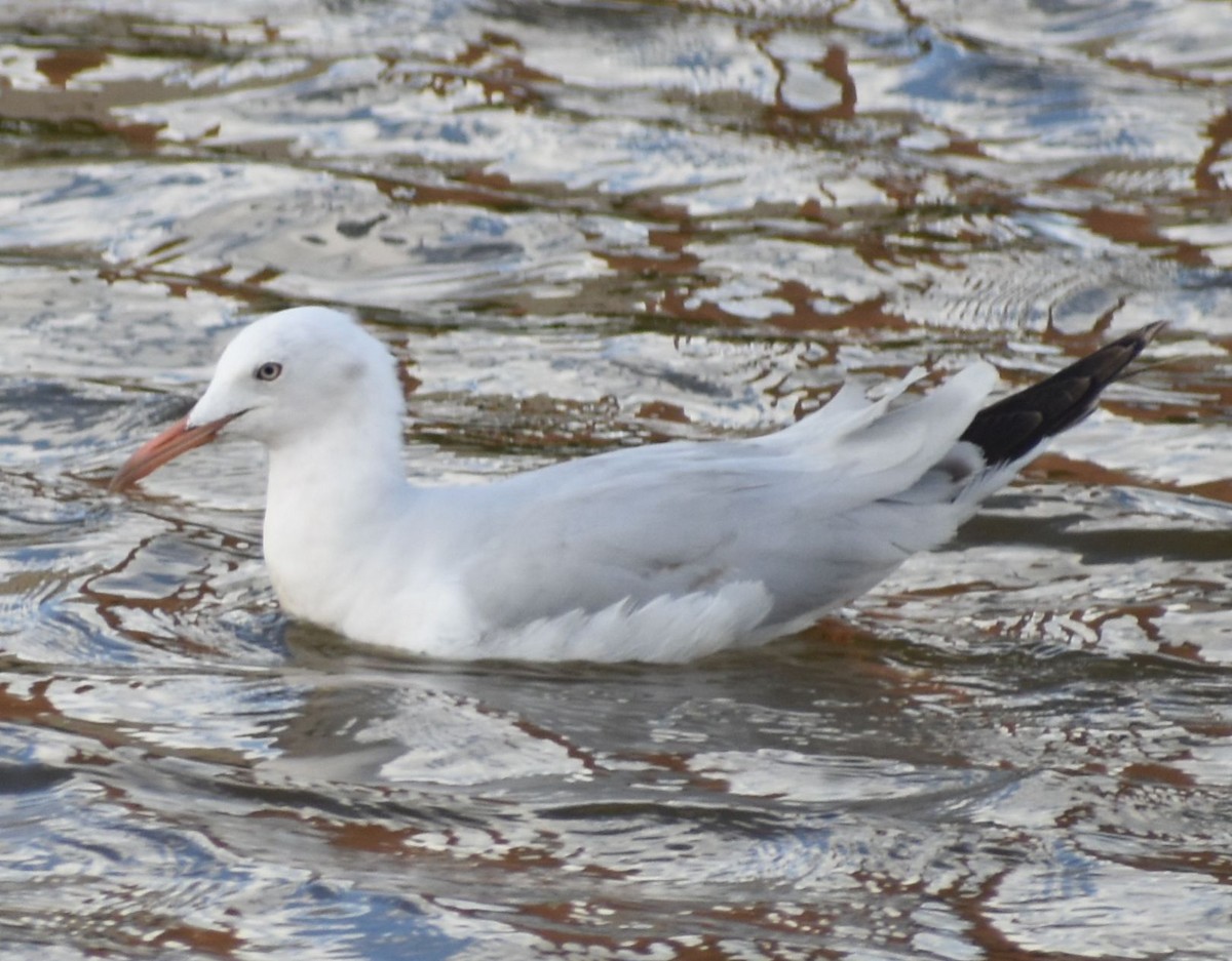 İnce Gagalı Martı - ML646762601