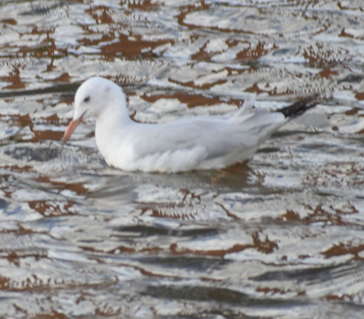 İnce Gagalı Martı - ML646762602