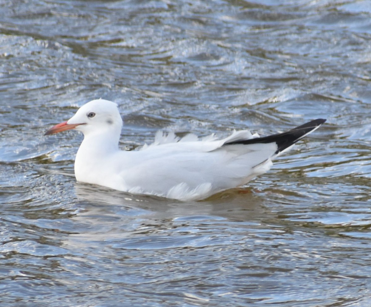 İnce Gagalı Martı - ML646762603