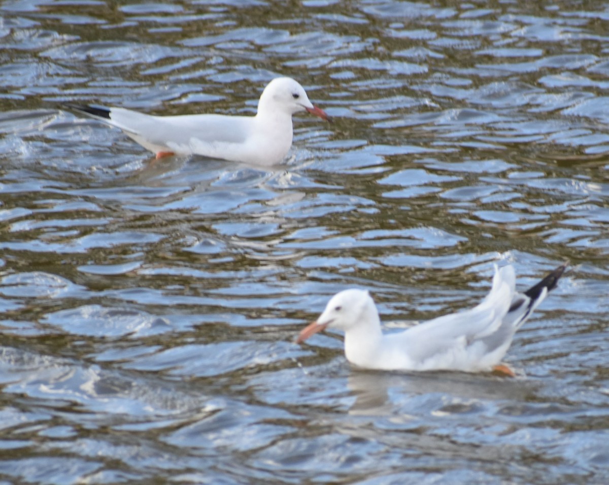 İnce Gagalı Martı - ML646762605