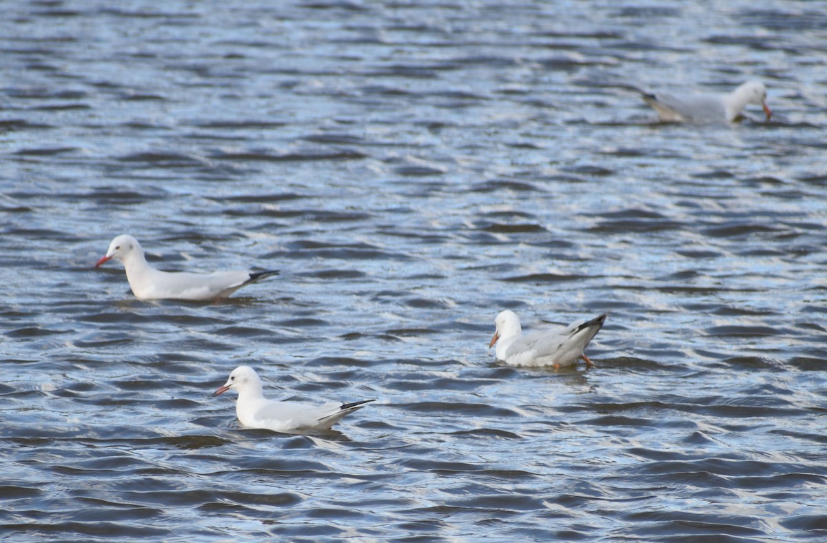 İnce Gagalı Martı - ML646762606