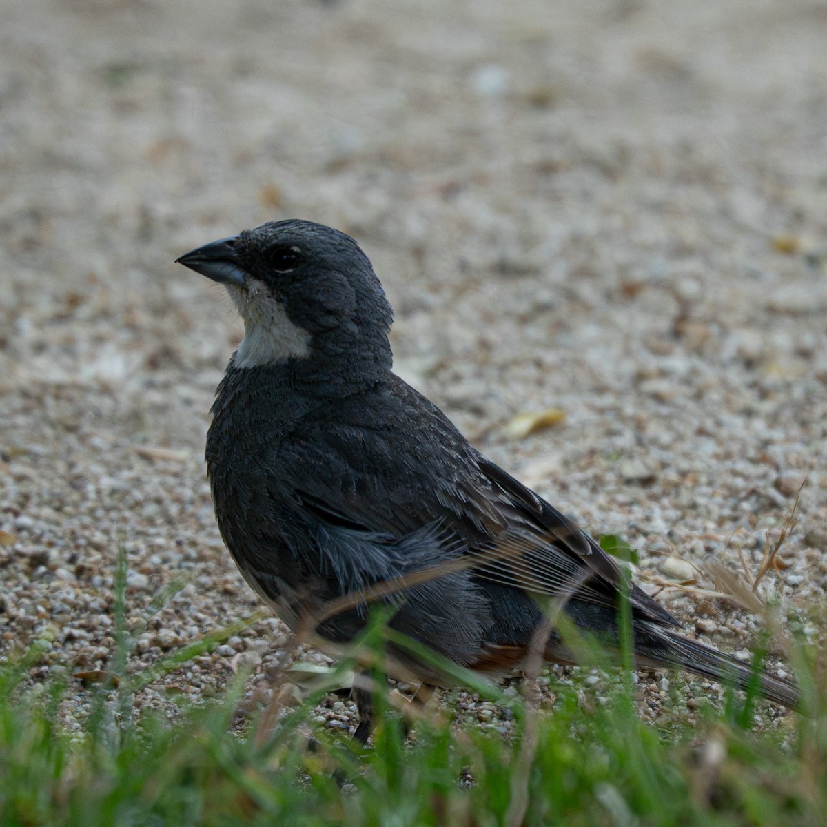 Duika İspinozu - ML646762608