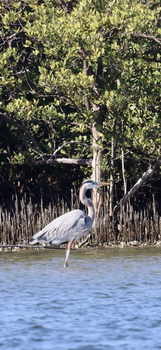 Чапля північна - ML646762610