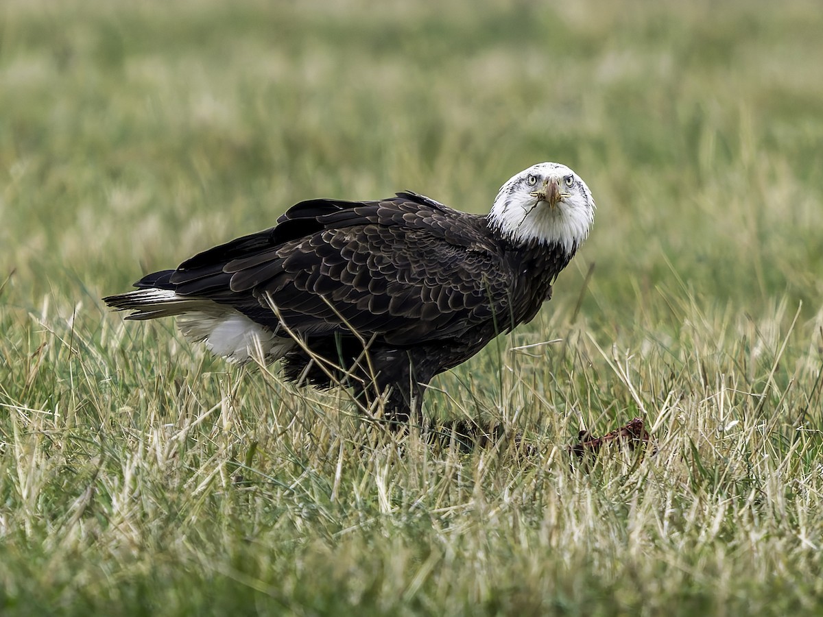 orel bělohlavý - ML646762614