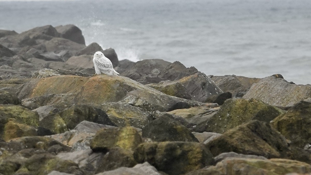 Snowy Owl - ML646762615