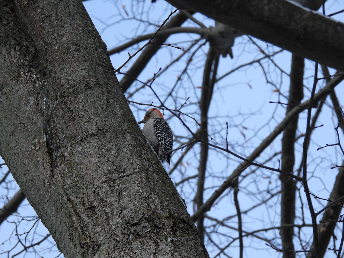 Red-bellied Woodpecker - ML646762617