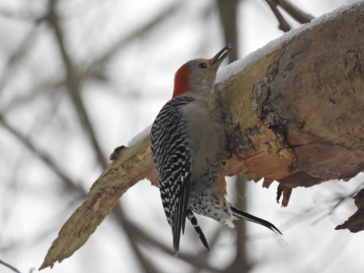 Red-bellied Woodpecker - ML646762622