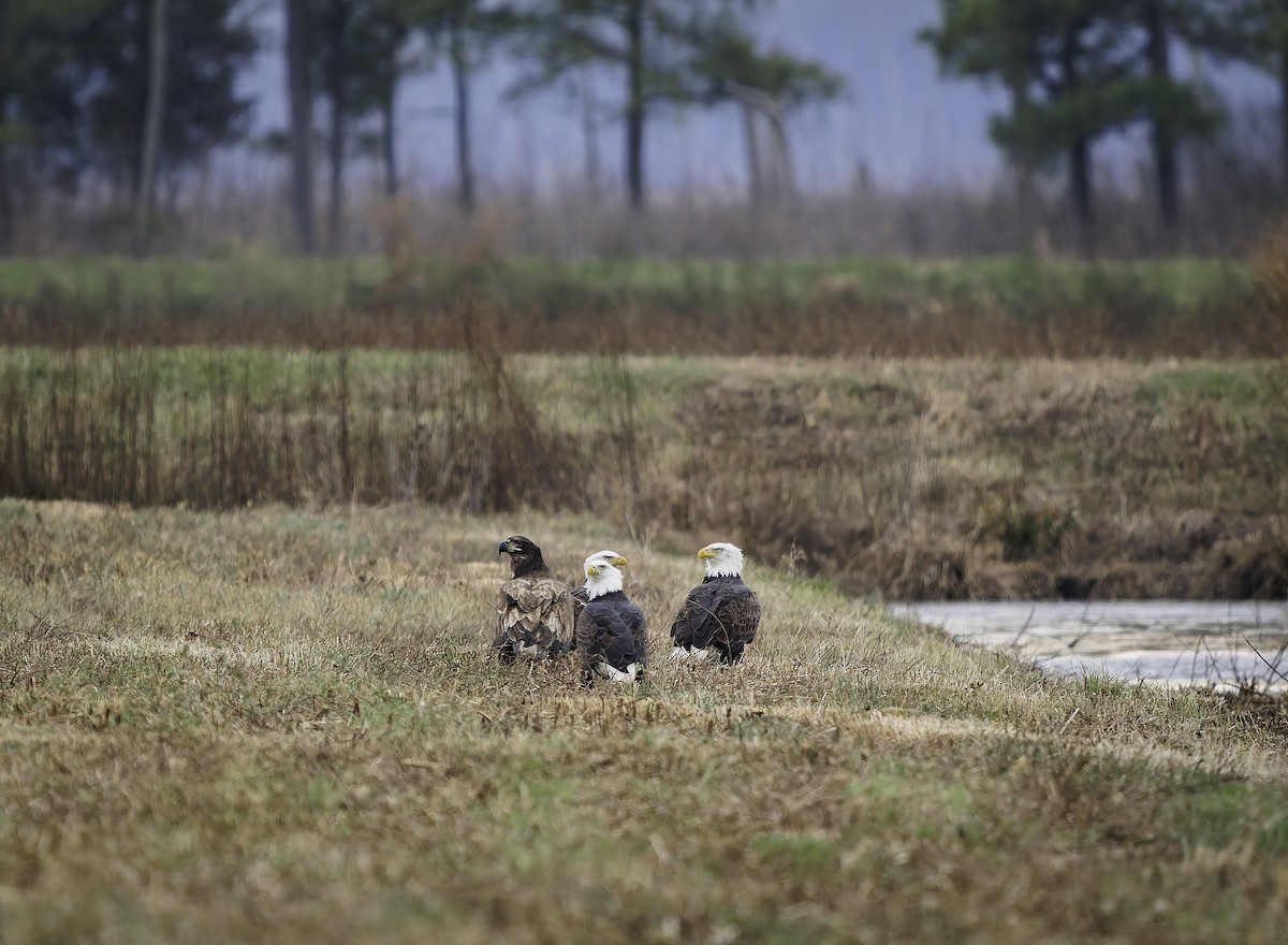 orel bělohlavý - ML646762623