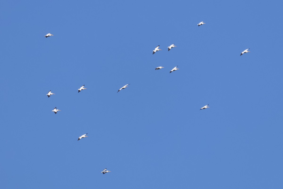 Пелікан рогодзьобий - ML646762625