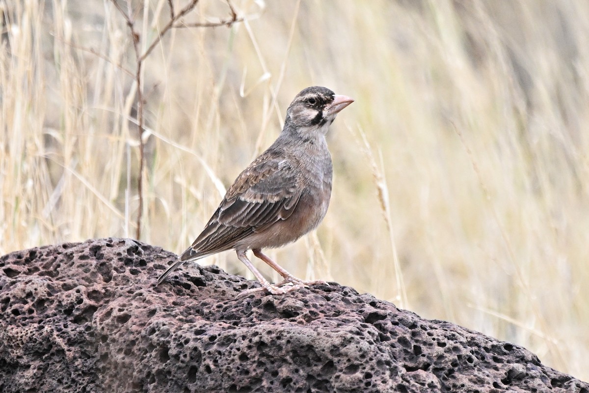 Masked Lark - ML646762626