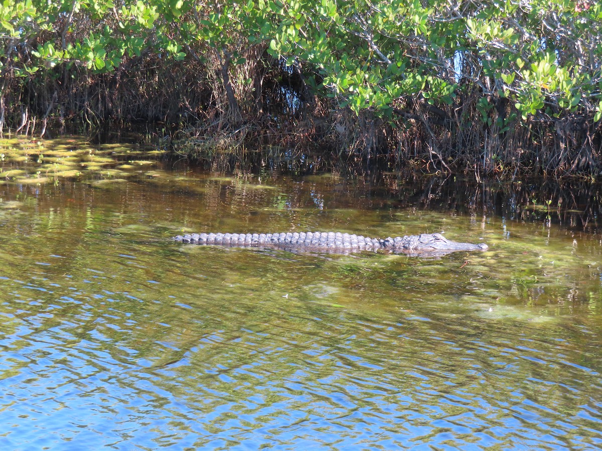 Amerika Aligatoru - ML646762627