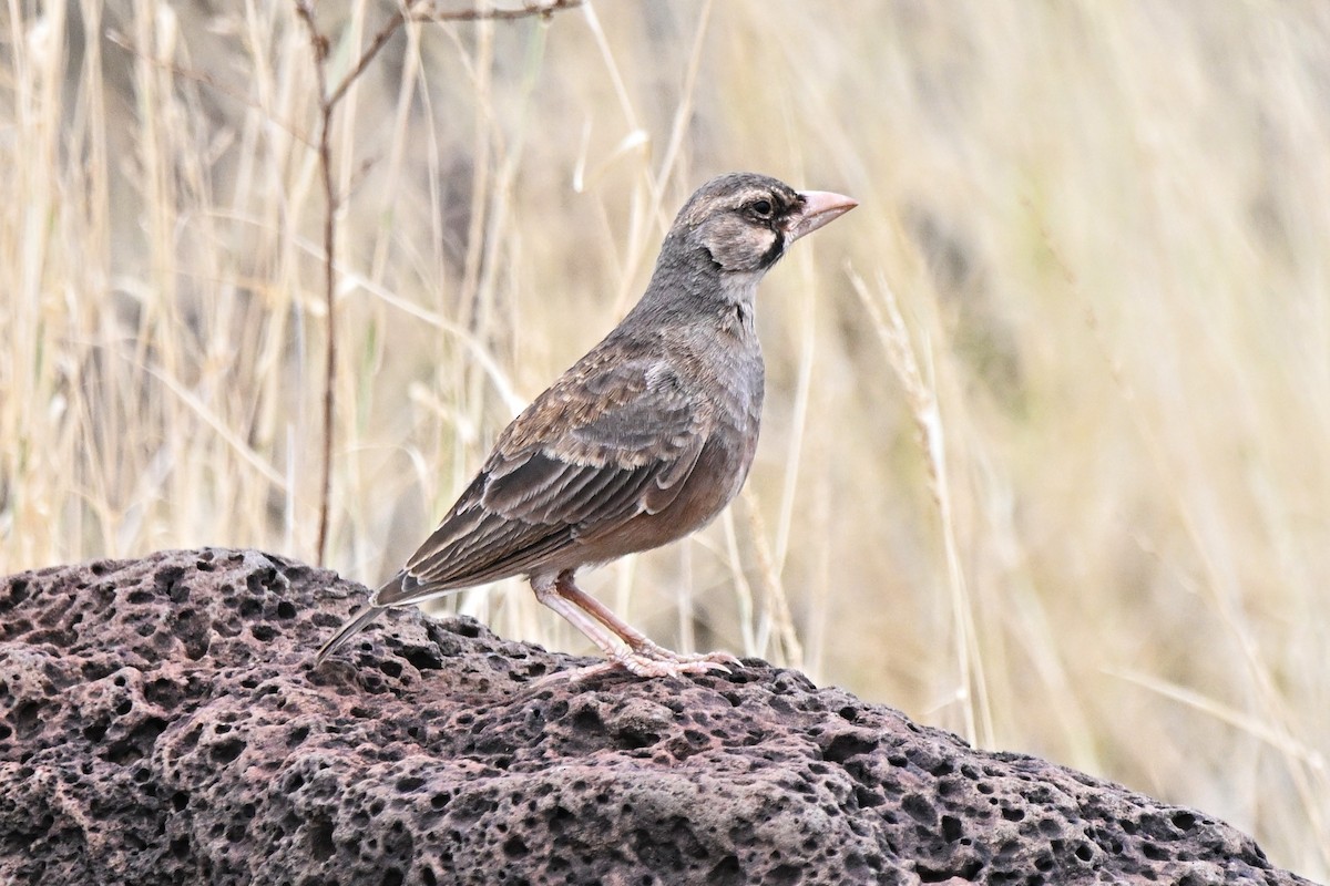 Masked Lark - ML646762628