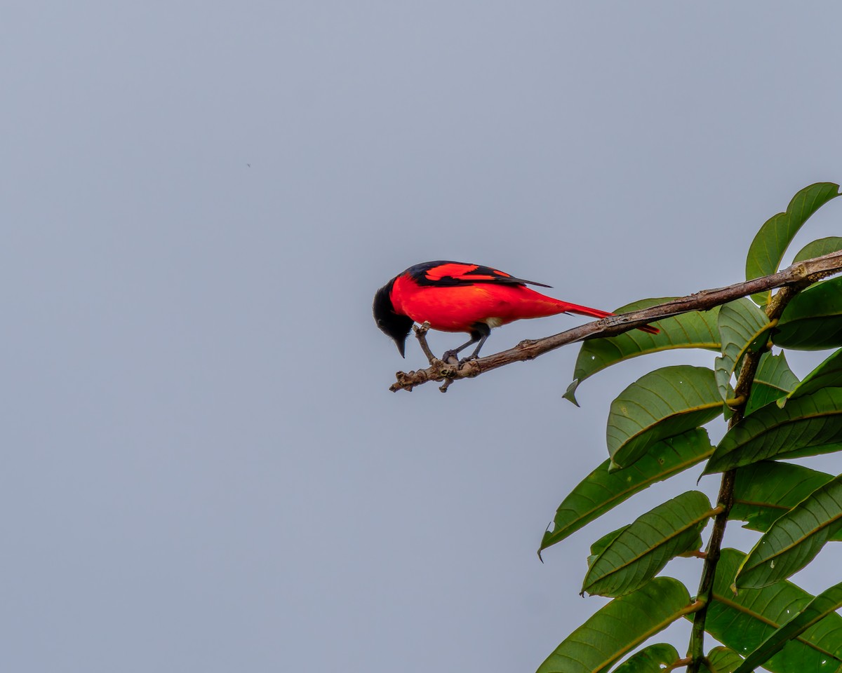 Long-tailed Minivet - ML646762631