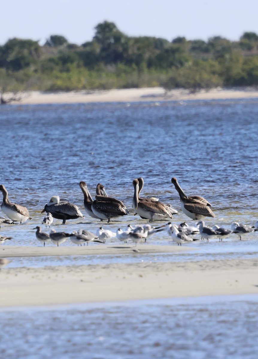 Пелікан бурий - ML646762632