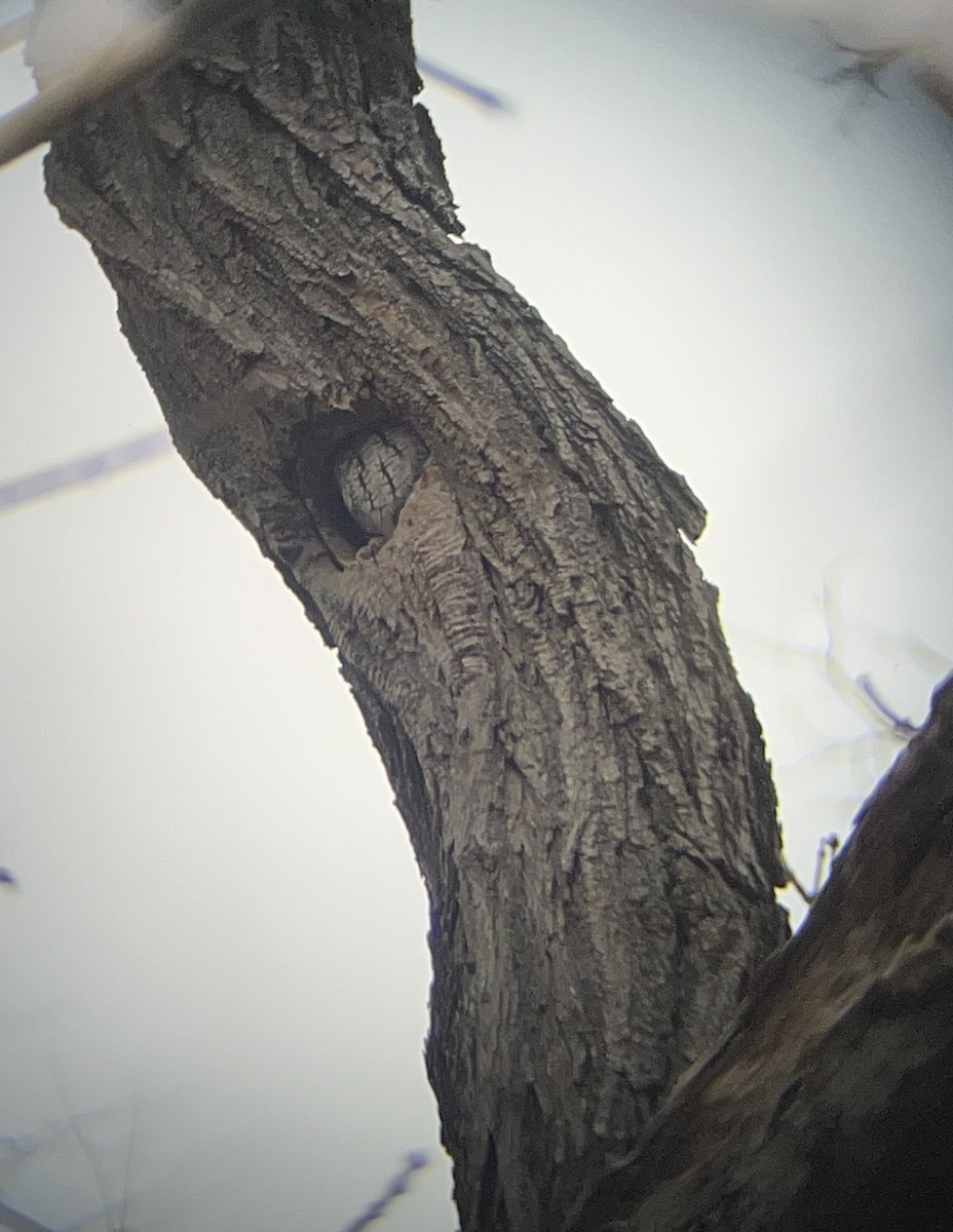 Eastern Screech-Owl - ML646762633