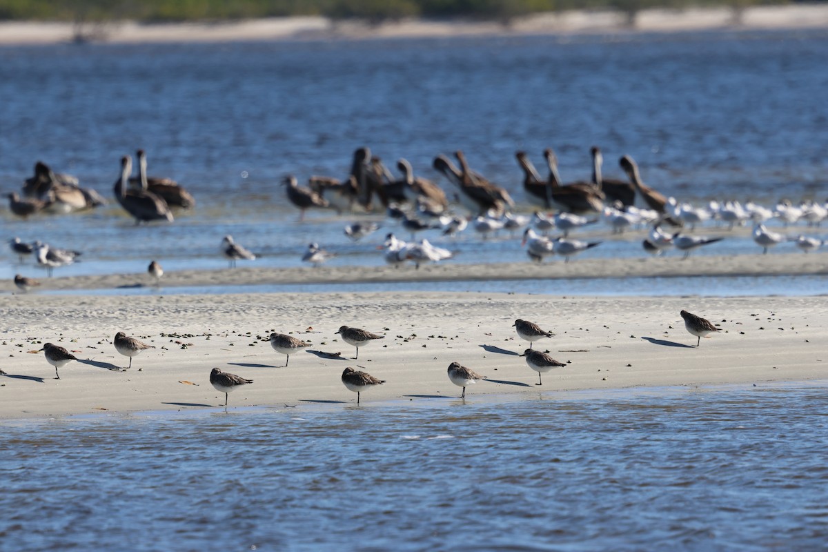 Пелікан бурий - ML646762634