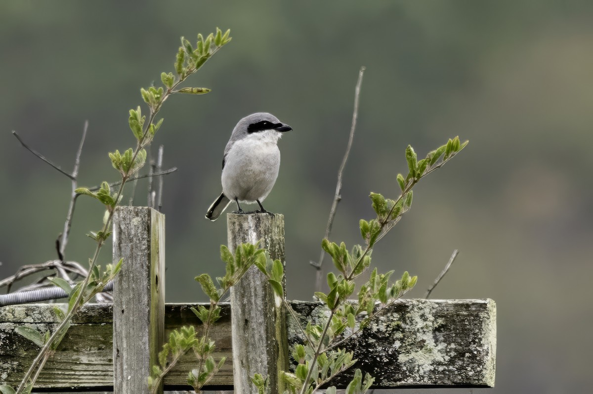 Loggerhead Shrike - ML646762638