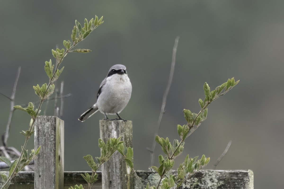 Loggerhead Shrike - ML646762639