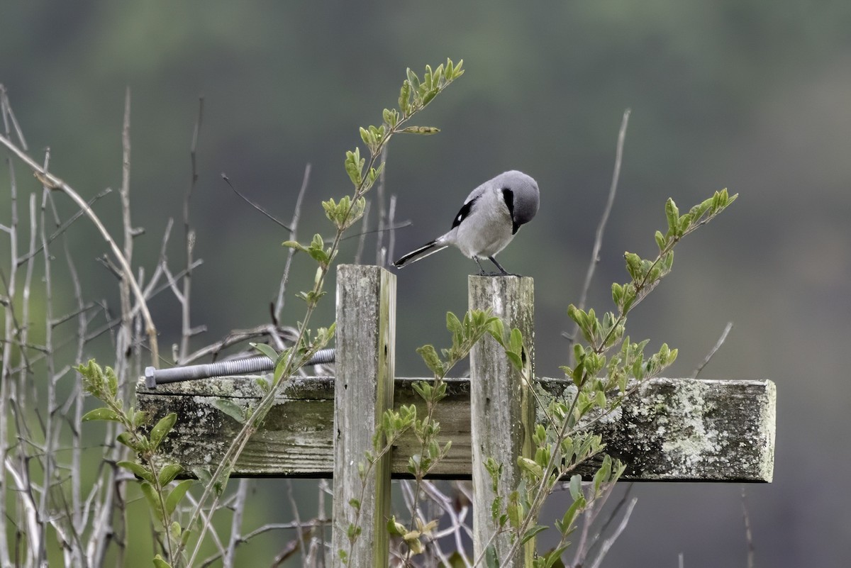Loggerhead Shrike - ML646762640