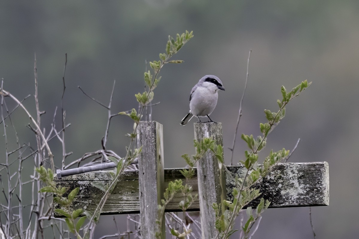 Loggerhead Shrike - ML646762641