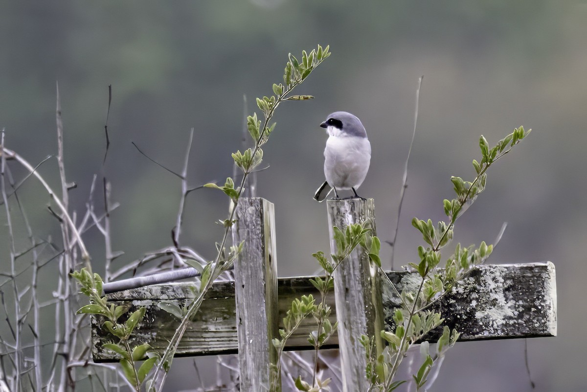 Loggerhead Shrike - ML646762642
