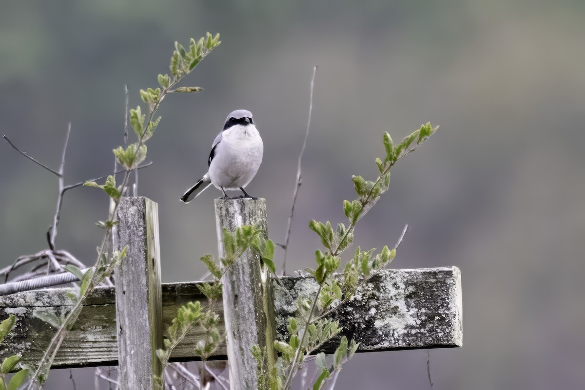 Loggerhead Shrike - ML646762643