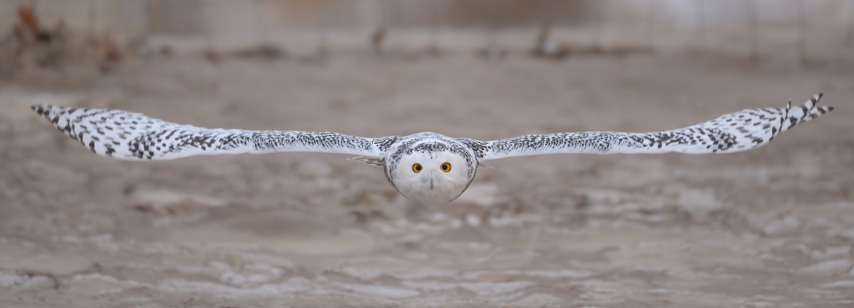 Snowy Owl - ML646762644