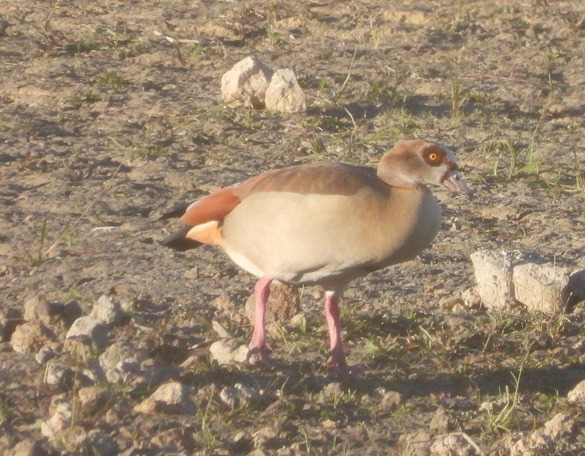 Нильский гусь - ML646762646