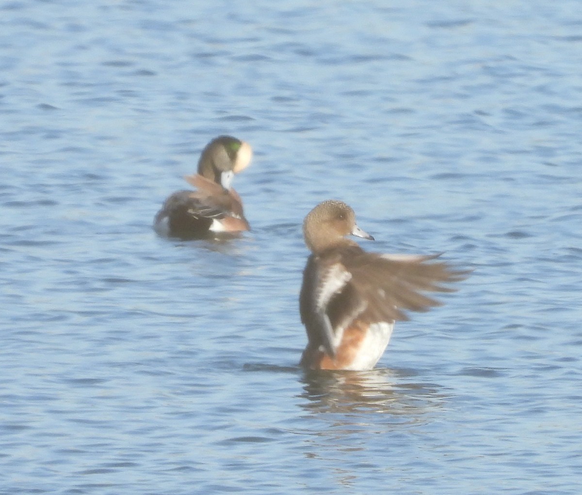 Американская свиязь - ML646762648