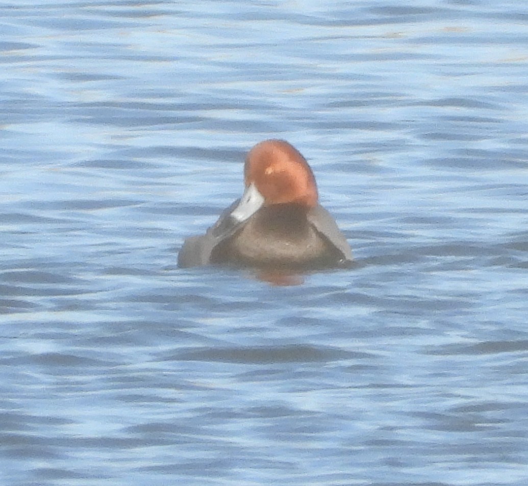 Американский нырок - ML646762651