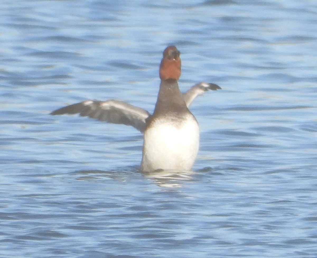 Американский нырок - ML646762652