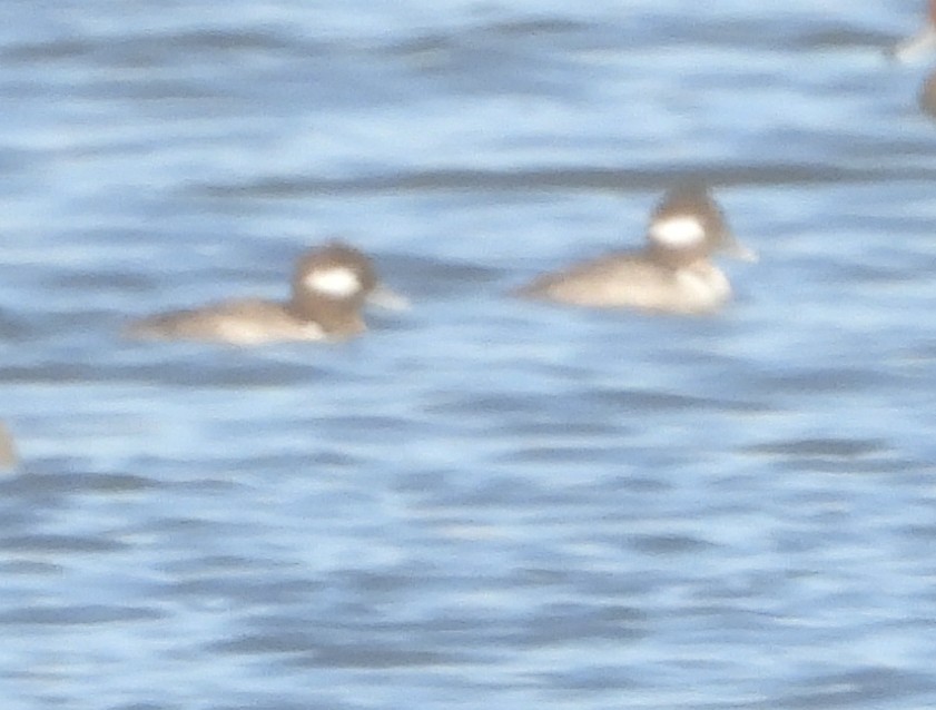 Гоголь-головастик - ML646762657