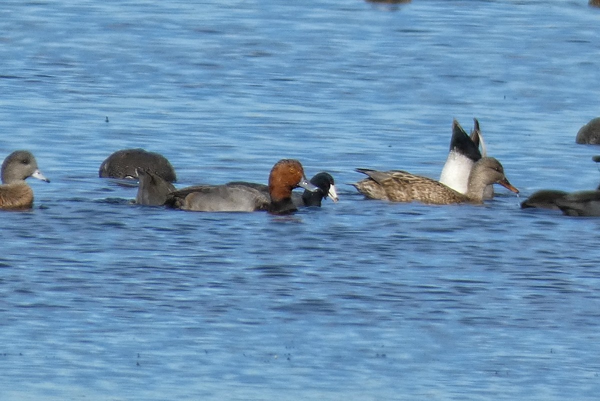 Fuligule à tête rouge - ML646762659