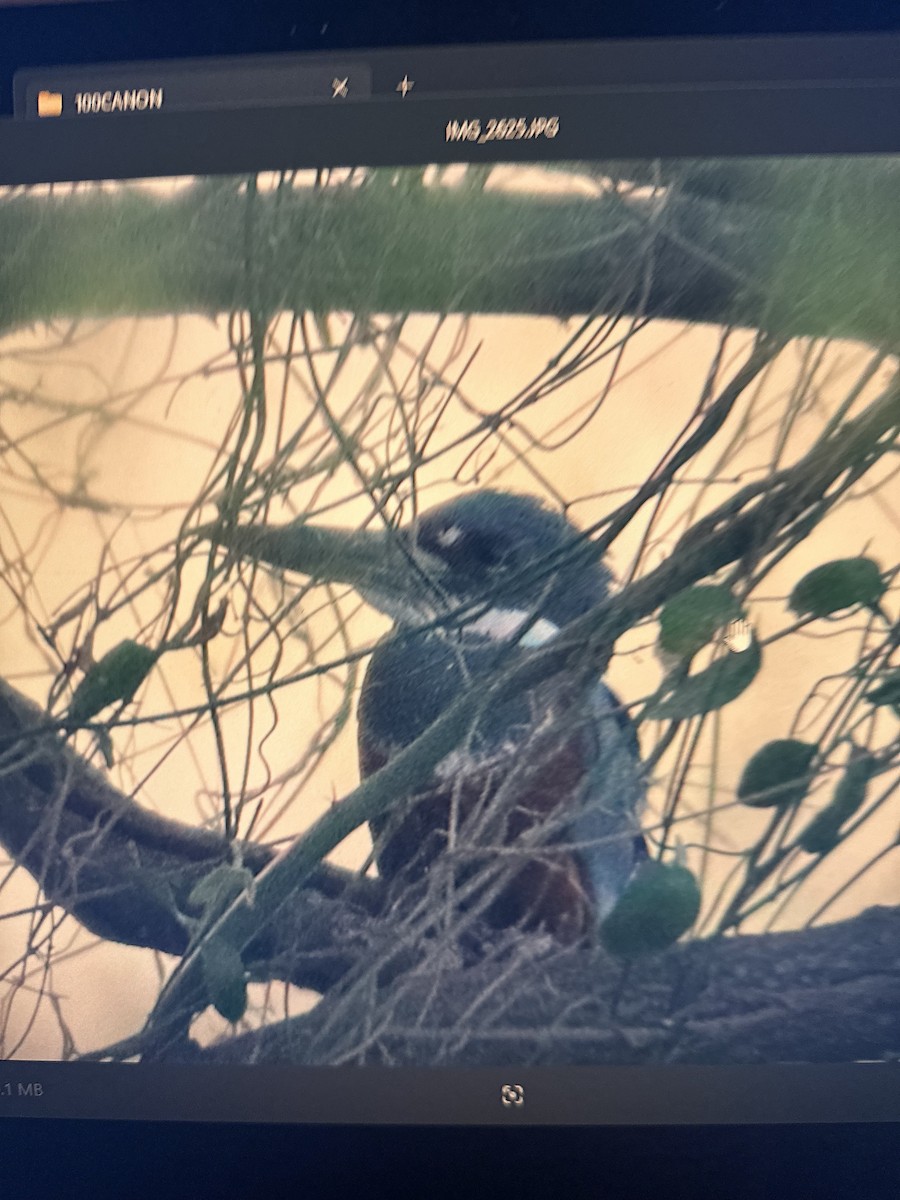 Ringed Kingfisher - ML646762661