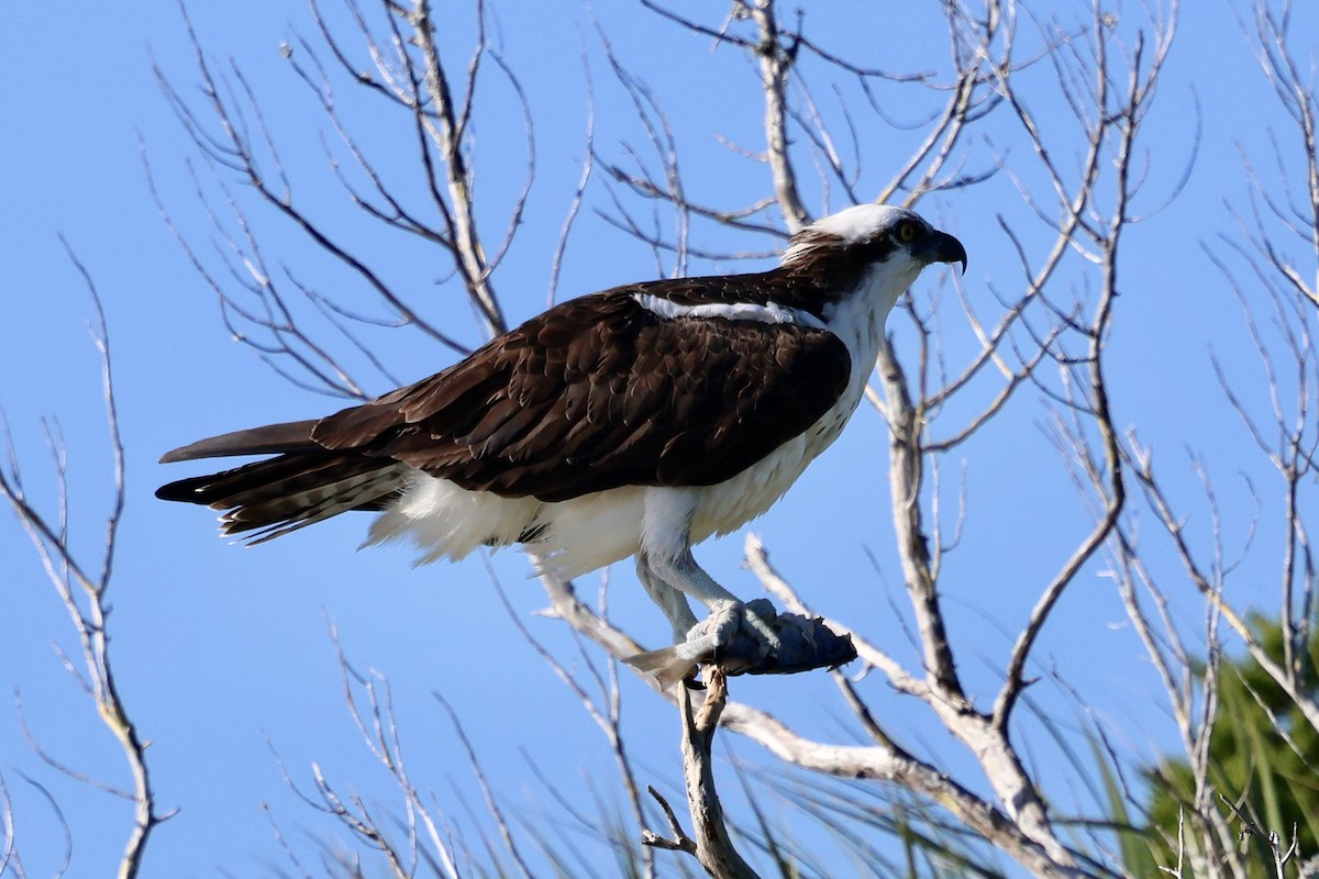 Скопа західна - ML646762664