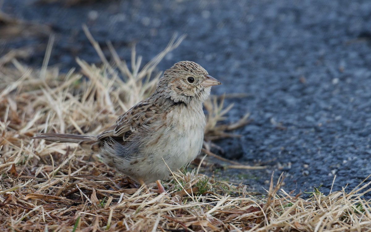 Cassin's Sparrow - ML646762665