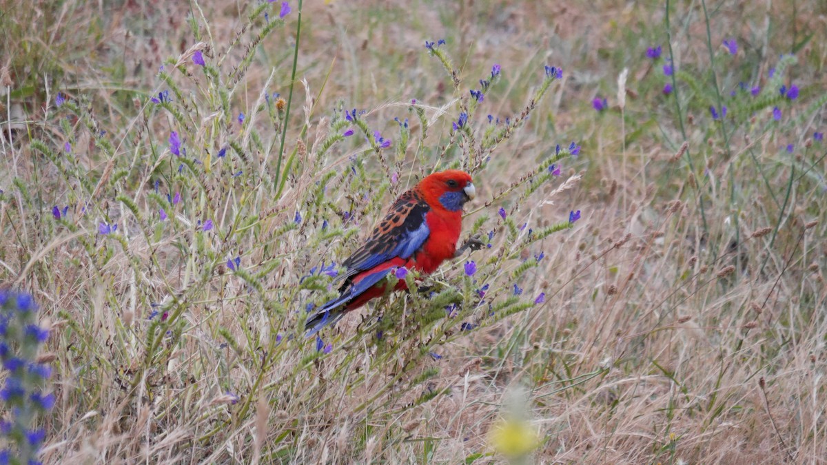 Crimson Rosella - ML646762666
