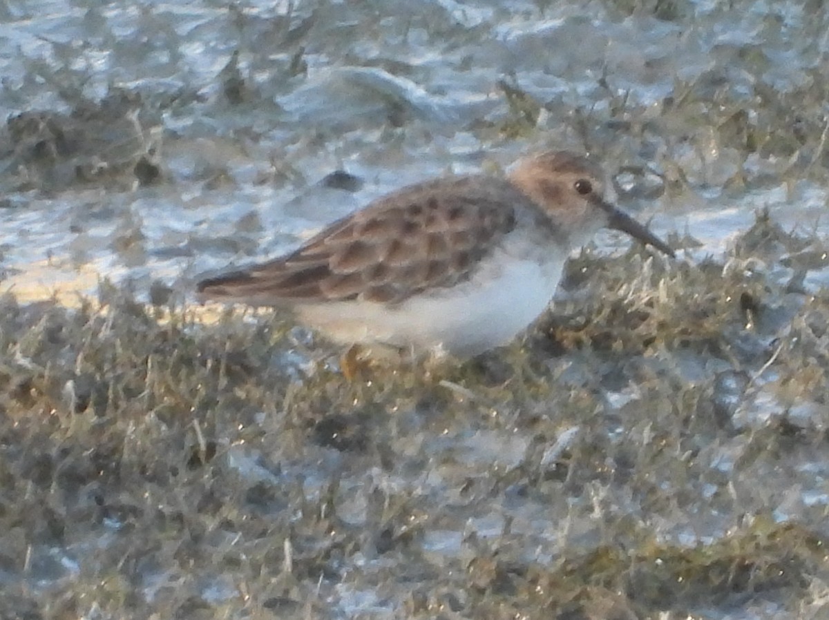 Песочник-крошка - ML646762667