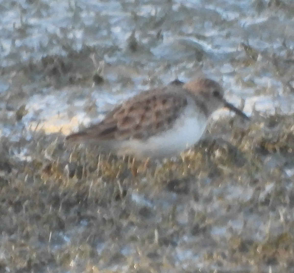 Песочник-крошка - ML646762668