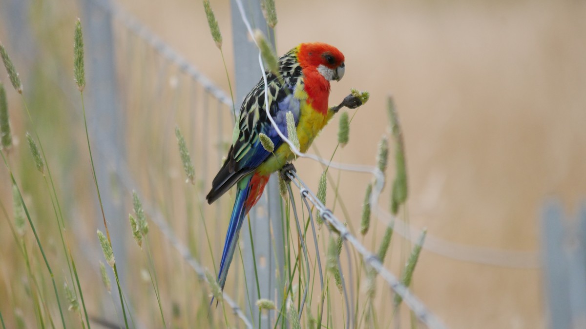 Eastern Rosella - ML646762670