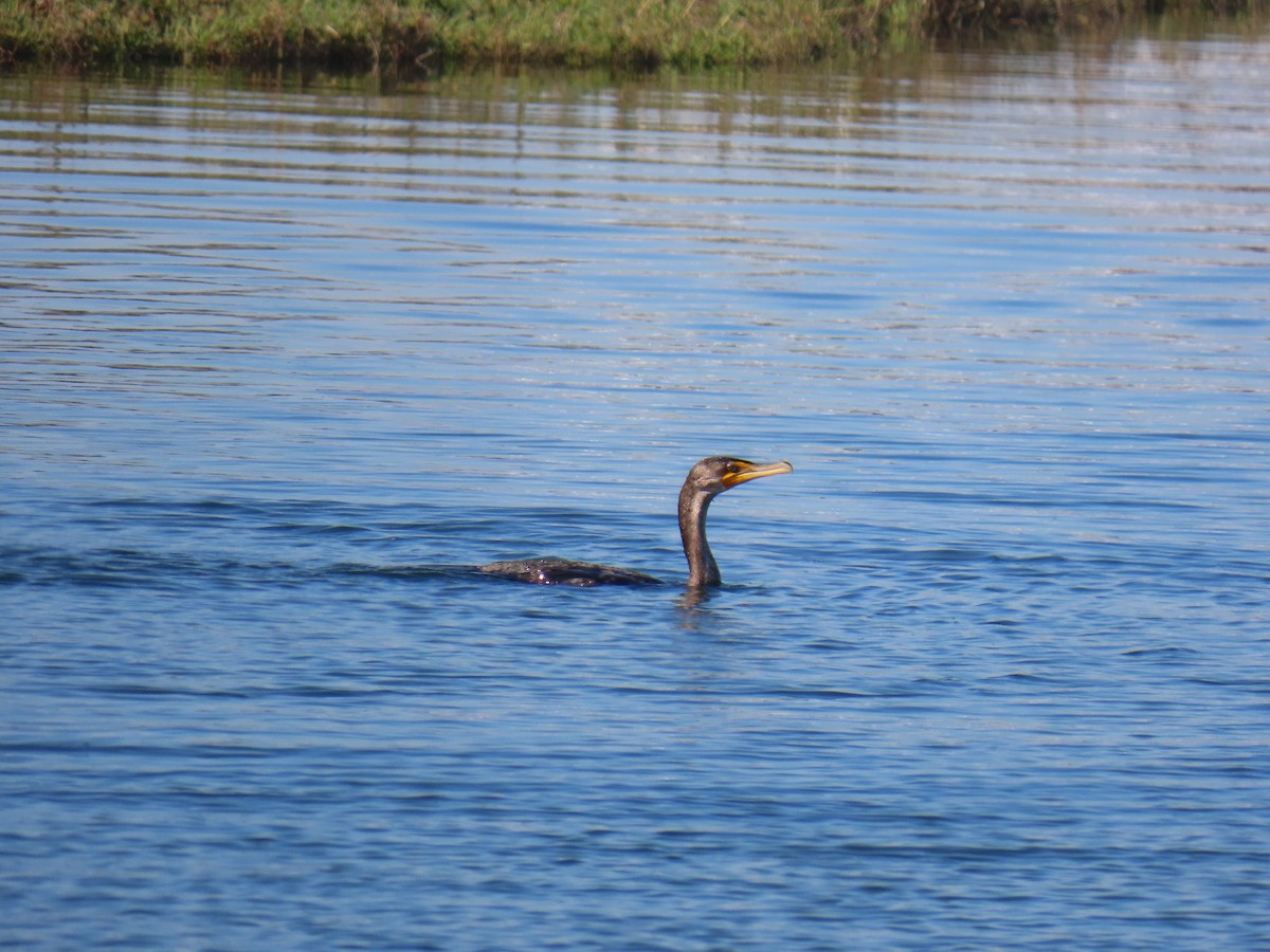 totoppskarv - ML646762672