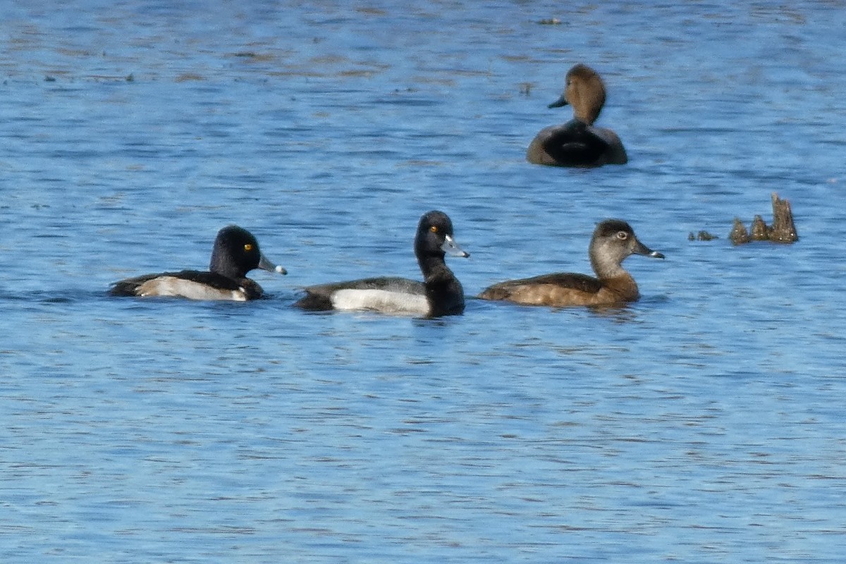 Fuligule à collier - ML646762673