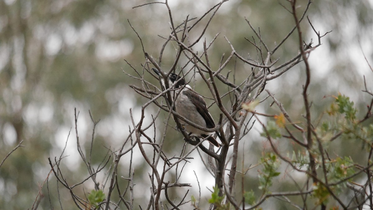 Gray Butcherbird - ML646762689