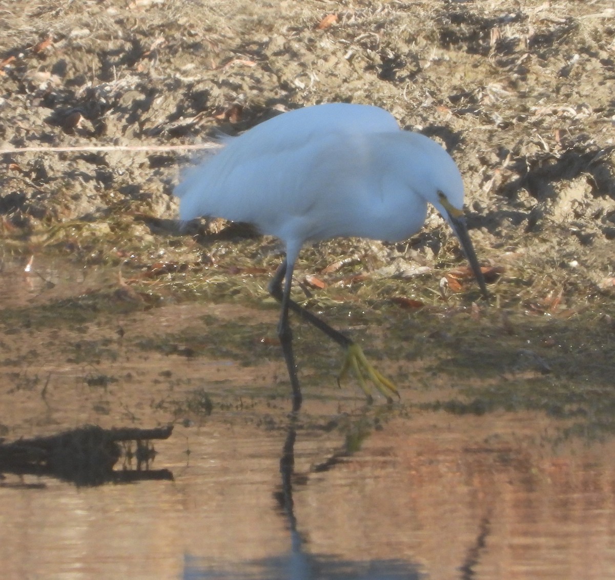 Снежная цапля - ML646762690