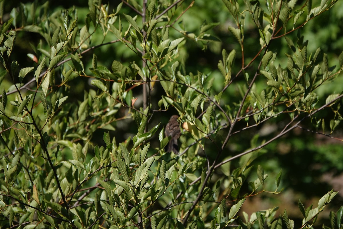 ホシワキアカトウヒチョウ - ML646762696