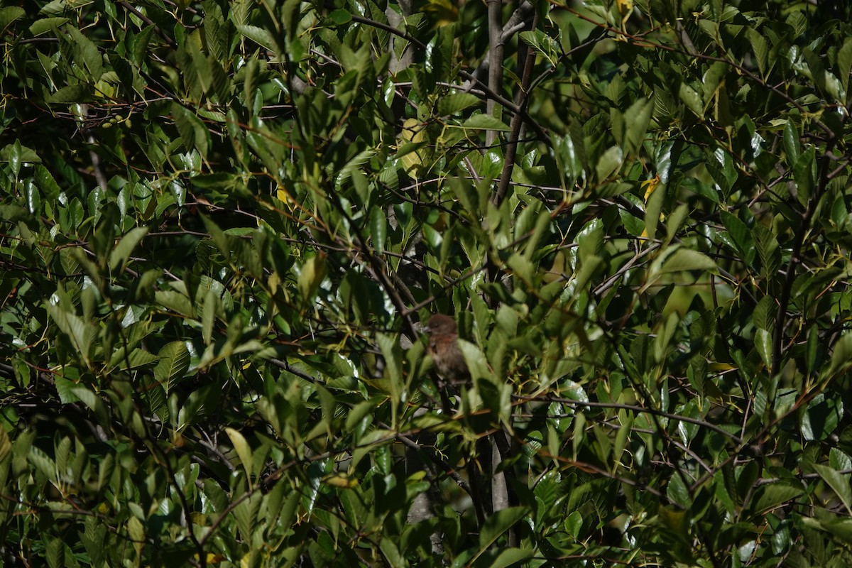 ホシワキアカトウヒチョウ - ML646762698