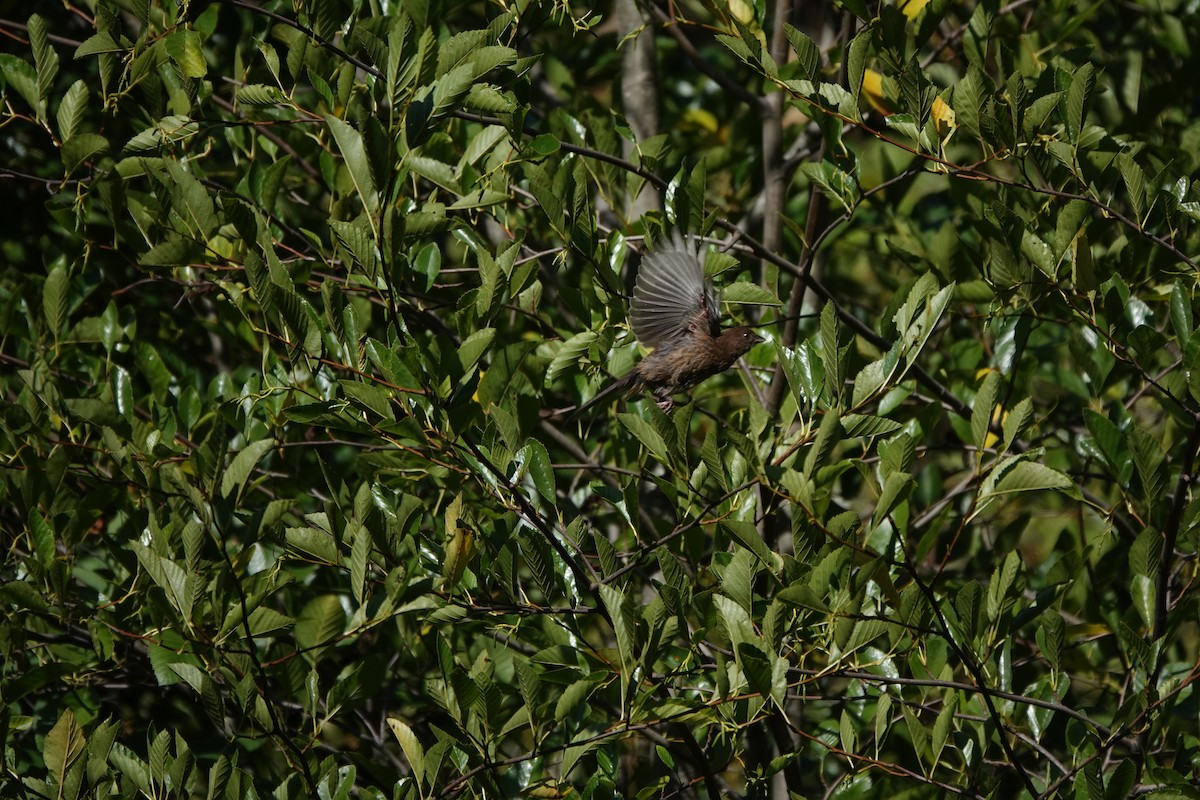 ホシワキアカトウヒチョウ - ML646762699