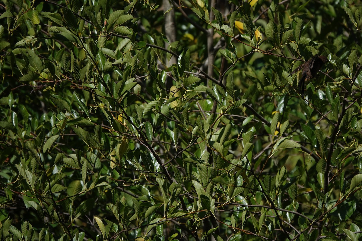 ホシワキアカトウヒチョウ - ML646762701